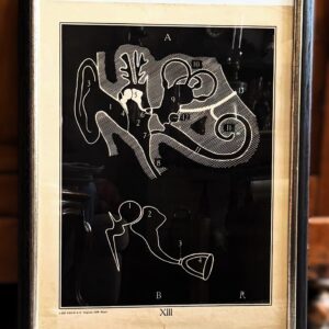 5339904276.jpg Vintage anatomische schoolplaat – Onderwijskunst over het menselijk oor - Uitgeverij Van In en Co, Lier – ca. 1940