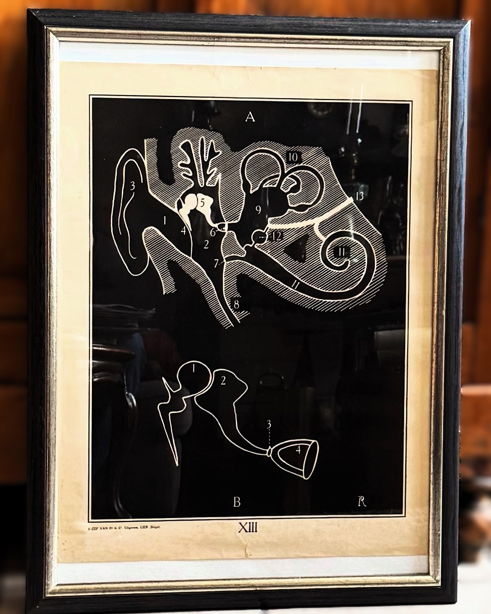 5339904276.jpg Vintage anatomische schoolplaat – Onderwijskunst over het menselijk oor - Uitgeverij Van In en Co, Lier – ca. 1940