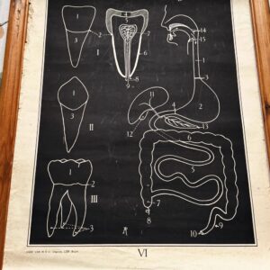 5416584974.jpg Vintage anatomische schoolplaat – Onderwijskunst over het Gebit & spijsvertering – Uitgeverij Van In en Co, Lier ca. 1940