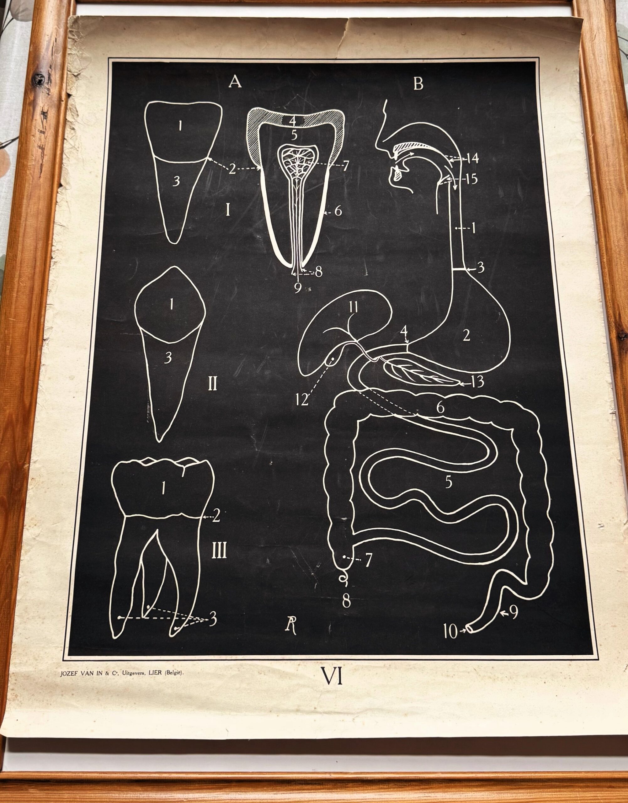 5416584974.jpg Vintage anatomische schoolplaat – Onderwijskunst over het Gebit & spijsvertering – Uitgeverij Van In en Co, Lier ca. 1940
