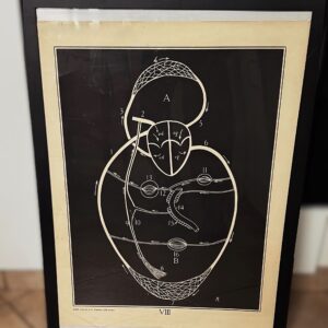 5443184608.jpg Vintage anatomische schoolplaat – Onderwijskunst over het menselijk hart – Uitgeverij Van In en Co, Lier – ca. 1940