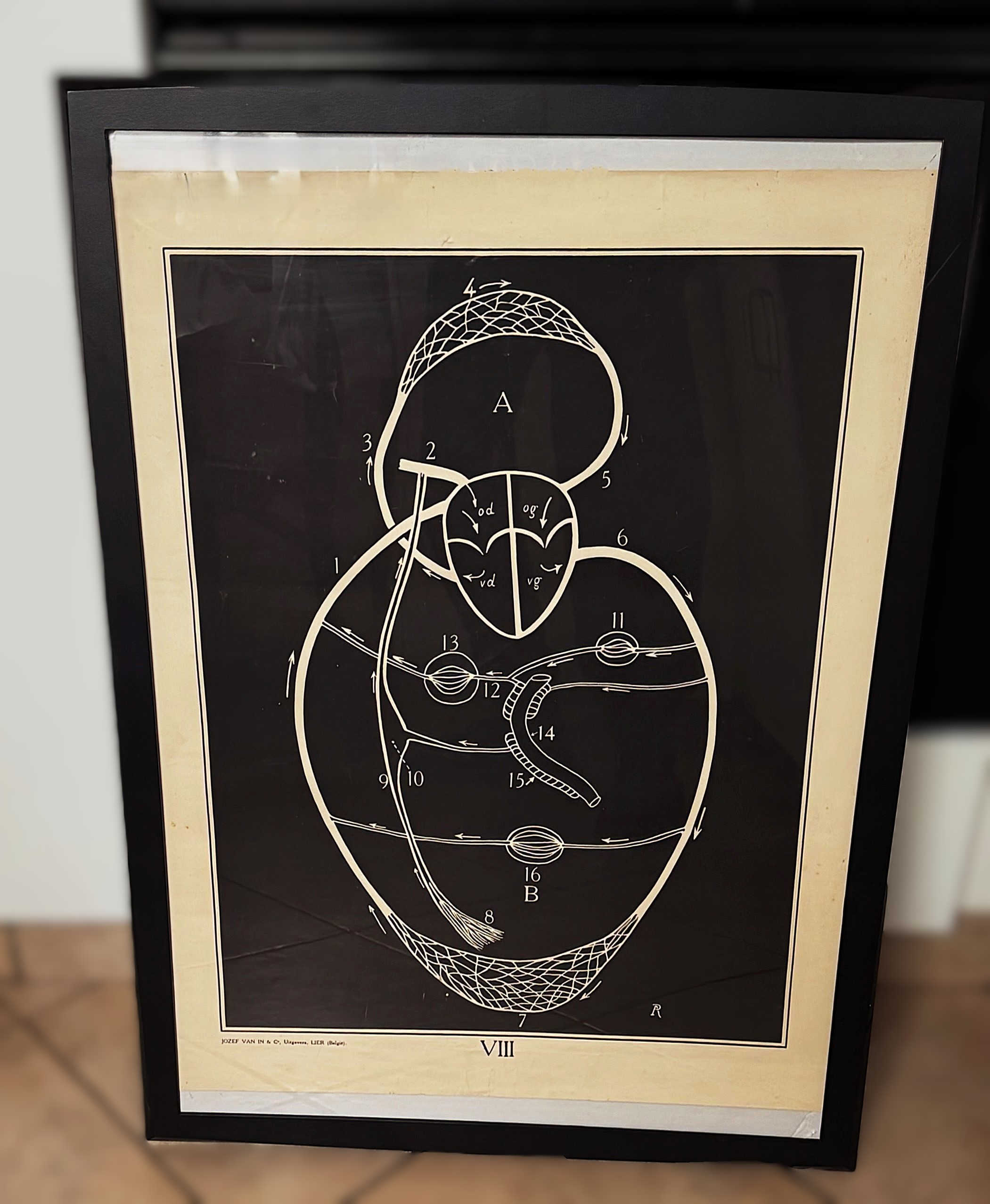 5443184608.jpg Vintage anatomische schoolplaat – Onderwijskunst over het menselijk hart – Uitgeverij Van In en Co, Lier – ca. 1940