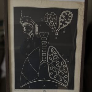 5487646634.jpg Vintage anatomische schoolplaat – Onderwijskunst over de Ademhaling – Uitgeverij Van In en Co, Lier – ca. 1940