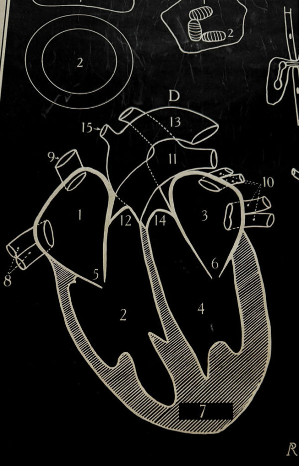 Anatomical heart & circulation chart Van In & Co, Lier – ca. 1940 (12)_resultaat Vintage anatomische schoolplaat Hart & Bloedsomloop – Anatomical heart & circulation chart Van In & Co, Lier – ca. 1940