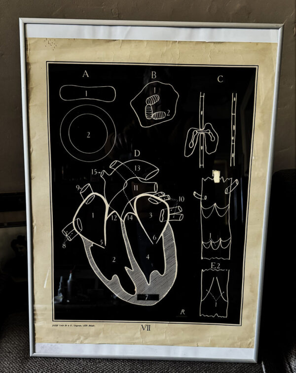 Anatomical heart & circulation chart Van In & Co, Lier – ca. 1940 (1)_resultaat Vintage anatomische schoolplaat Hart & Bloedsomloop – Anatomical heart & circulation chart Van In & Co, Lier – ca. 1940