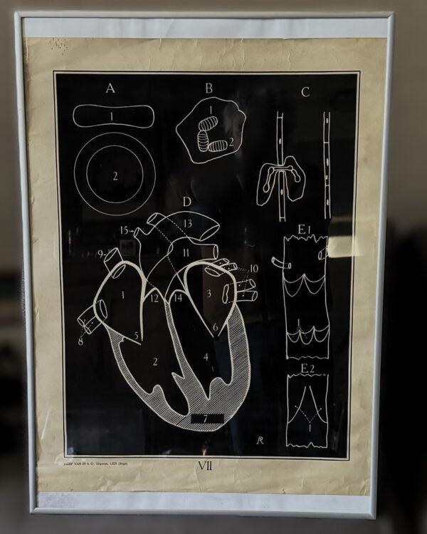 Anatomical heart & circulation chart Van In & Co, Lier – ca. 1940 (2)_resultaat Vintage anatomische schoolplaat Hart & Bloedsomloop – Anatomical heart & circulation chart Van In & Co, Lier – ca. 1940