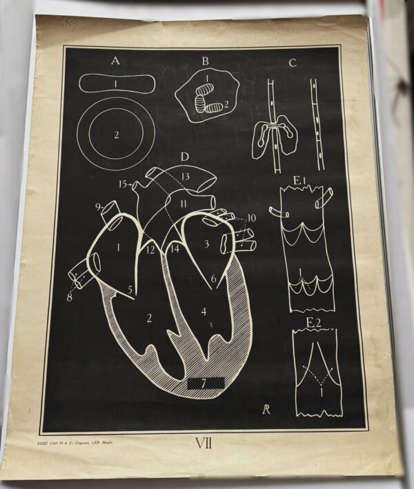 Anatomical heart & circulation chart Van In & Co, Lier – ca. 1940 (4)_resultaat Vintage anatomische schoolplaat Hart & Bloedsomloop – Anatomical heart & circulation chart Van In & Co, Lier – ca. 1940