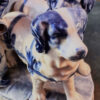 Antiek Delfts porseleinen Hollands melkmeisje met hondenkar – Antique Delft porcelain Dutch milkmaid with dog cart – ca. 1900